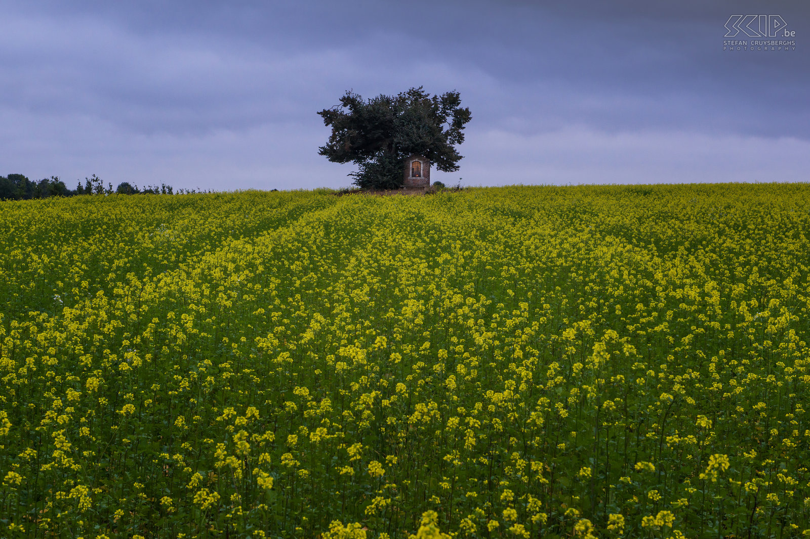 Sint-Pieters-Rode - Chapel with blooming rapeseed The small chapel of Saint Joseph in a field with blooming rapeseed in October. Stefan Cruysberghs